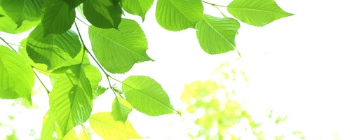 マカエンペラー MACA EMPEROR販売サイトへ